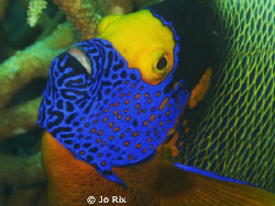 Close up face to face blue faced angel fish one of 3 thre... by Jo Rix 